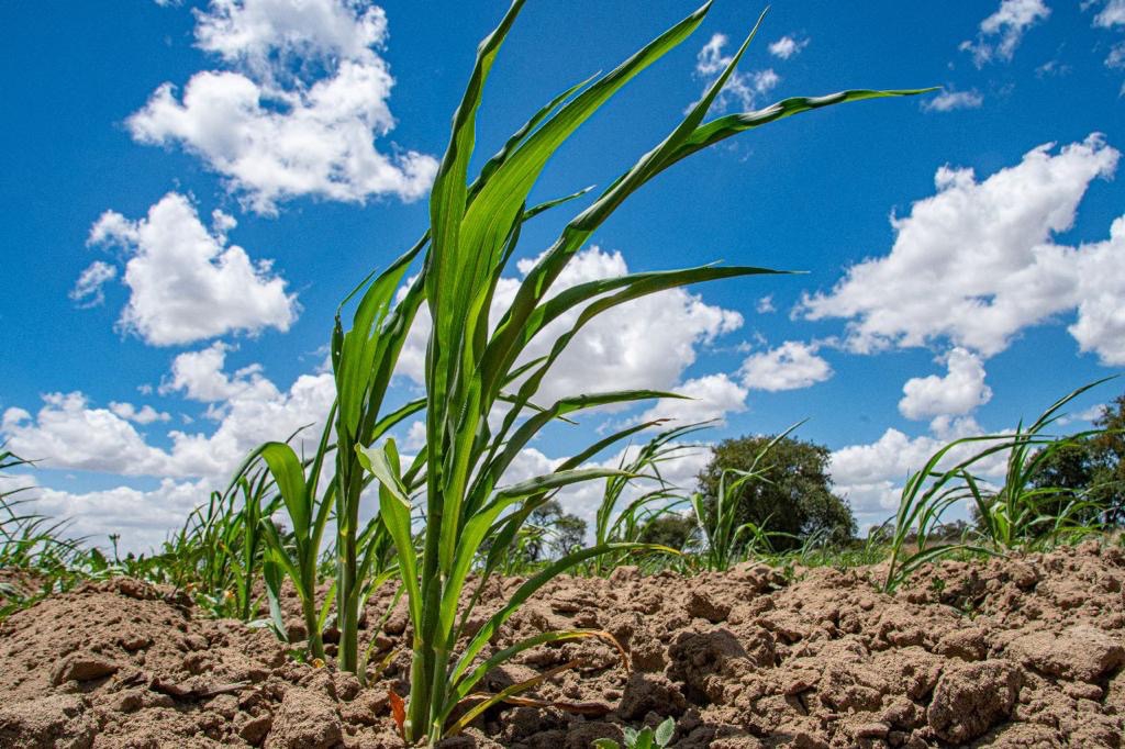 Invitan autoridades a agricultores de Huamantla a registrarse en el Programa PAISA 2023